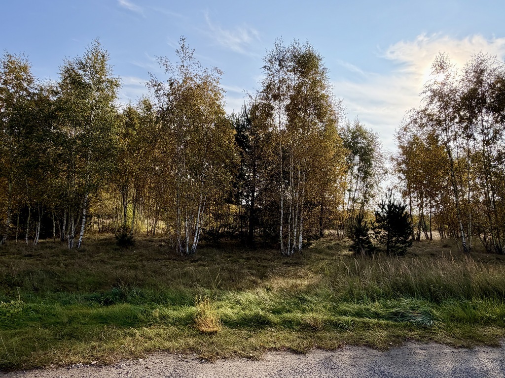 Miękowo | Duża działka przy lesie - 3 980 m2 | 796 000 zł (1)